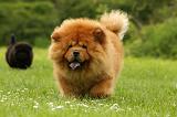 CHOW CHOW 535